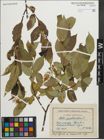 Foto von Salix pentandra L.
